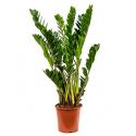 Zamioculcas zamiifolia XS kamerplant