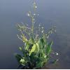 Grote waterweegbree (Alisma plantago-aquatica) moerasplant (6-stuks)