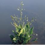 Grote waterweegbree (Alisma plantago-aquatica) moerasplant