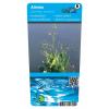 Grote waterweegbree (Alisma plantago-aquatica) moerasplant (6-stuks)