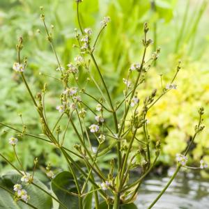 Waterweegbree (Alisma parviflora) moerasplant