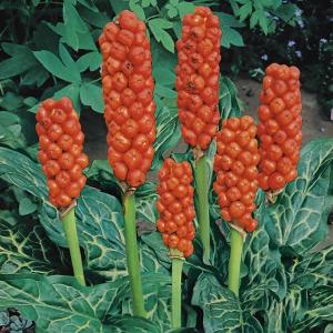 Italiaanse aronskelk (Arum Italicum) moerasplant - 6 stuks