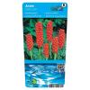 Italiaanse aronskelk (Arum Italicum) moerasplant (6-stuks)