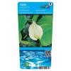 Slangenwortel (Calla palustris) moerasplant (6-stuks)