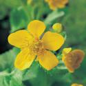 Dotterbloem (Caltha palustris) moerasplant (6-stuks)