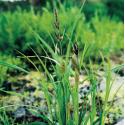 Oeverzegge (Carex riparia) moerasplant (6-stuks)