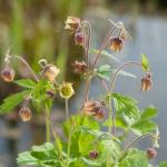 Knikkend nagelkruid (Geum rivale) moerasplant (6-stuks)