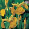 Gele iris (Iris pseudacorus) moerasplant