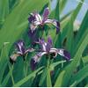 Amerikaanse iris (Iris versicolor) moerasplant