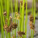 Pitrus (Juncus effusus) moerasplant (6-stuks)