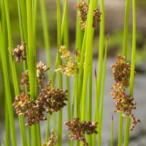 Pitrus (Juncus effusus) moerasplant - 6 stuks