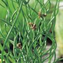 Krulpitrus (Juncus effusus “spiralis”) moerasplant (6-stuks)