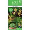 Japanse esdoorn (Acer palmatum "Little Princess") heester