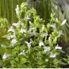 Witte Virginische lobelia (Lobelia siphilitica “Alba”) moerasplant (6-stuks)