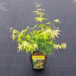 Japanse esdoorn (Acer palmatum "Orange Dream") heester