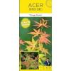 Japanse esdoorn (Acer palmatum "Orange Dream") heester