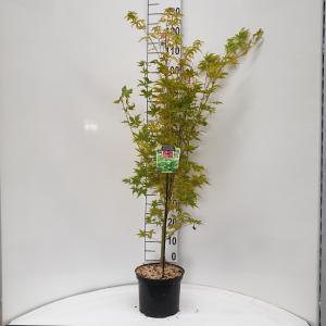 Japanse esdoorn (Acer palmatum "Sangokaku") heester - 60-80 cm - 8 stuks