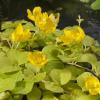 Goud penningkruid (Lysimachia nummularia “aurea”) moerasplant (6-stuks)