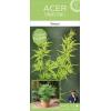 Japanse esdoorn (Acer palmatum "Seiryu") heester