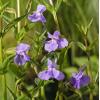 Blauwe maskerbloem (Mimulus ringens) moerasplant (6-stuks)