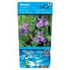 Blauwe maskerbloem (Mimulus ringens) moerasplant (6-stuks)