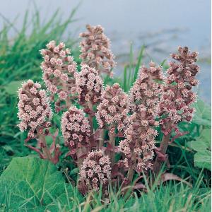 Groot hoefblad (Petasites hybridus) moerasplant - 6 stuks