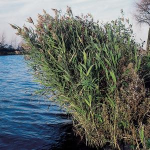 Riet (Phragmites Australis) moerasplant - 6 stuks