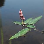 Veenwortel (Polygonum amphibium) drijfplant (6-stuks)