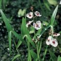 Pijlkruid (Sagittaria sagittifolia) moerasplant (6-stuks)