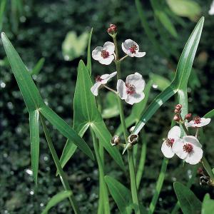 Pijlkruid (Sagittaria sagittifolia) moerasplant (6-stuks)