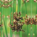 Mattenbies (Scirpus lacustris) moerasplant (6-stuks)