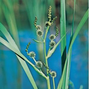 Grote egelskop (Sparganium erectum) moerasplant (6-stuks)