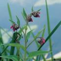 Gewone smeerwortel (Symphytum officinale) moerasplant