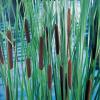 Lisdodde (Typha laxmannii) moerasplant (6-stuks)