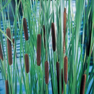 Lisdodde (Typha laxmannii) moerasplant - 6 stuks