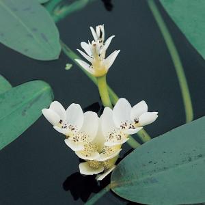 Kaapse waterlelie (Aponogeton Distachyos) waterlelie - 6 stuks