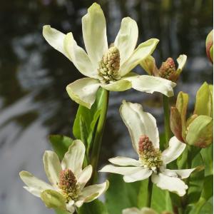 Wateranemoon (Anemopsis Californica) moerasplant (6-stuks)