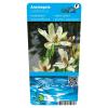 Wateranemoon (Anemopsis Californica) moerasplant (6-stuks)