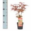 Japanse esdoorn (Acer Palmatum "Atropurpureum")