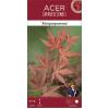 Japanse esdoorn (Acer Palmatum "Atropurpureum")