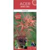 Japanse esdoorn (Acer palmatum "Peve Dave") heester