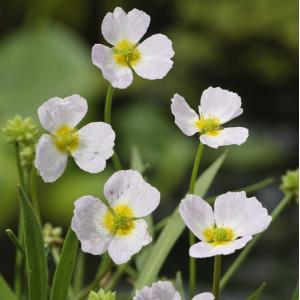 Stijve moerasweegbree (Baldellia ranunculoides) moerasplant (6-stuks)