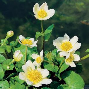 Witte dotterbloem (Caltha palustris “alba”) moerasplant - 6 stuks