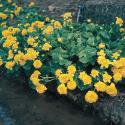 Dubbele dotterbloem (Caltha palustris “multiplex”) moerasplant (6-stuks)