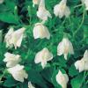 Witte mazus (Mazus reptans alba) moerasplant (6-stuks)