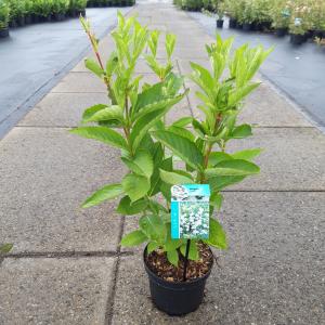 Weigela Candida - 50 - 60 cm - 7 stuks
