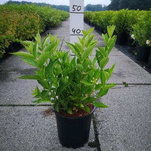 Weigela Candida - 60 - 80 cm - 5 stuks