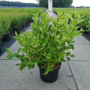 Weigela Candida - 80 - 100 cm - 5 stuks