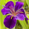 Paarse Japanse iris (Iris “Black Gamecock”) moerasplant