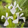 Witte Japanse iris (Iris Laevigata “Snowdrift”) moerasplant (6-stuks)